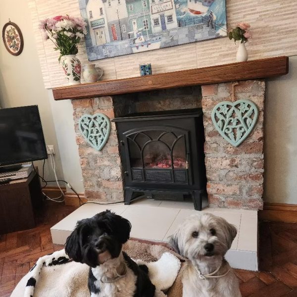 eryri dogs
